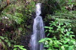 Kauri Grove Waterfall