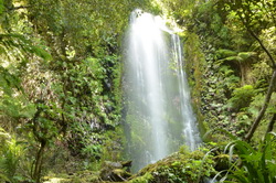 Hollyford Track Side Waterfall