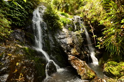 Tanekaha Waterfalls